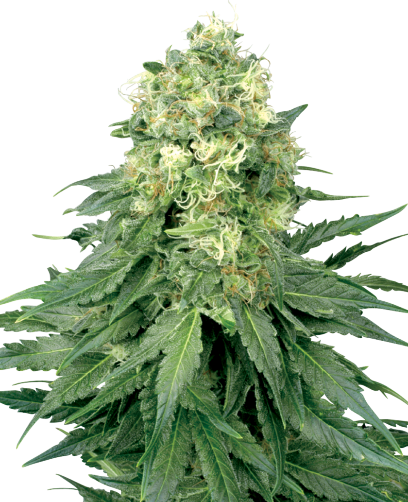 White Widow Feminized